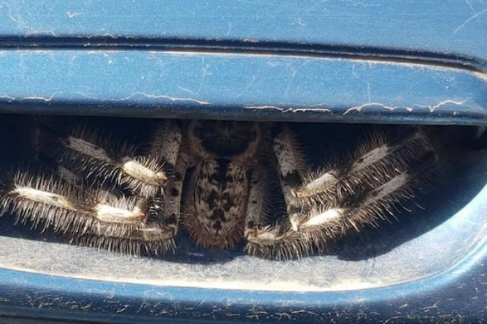 Descubre una araña escondida en la puerta de su auto