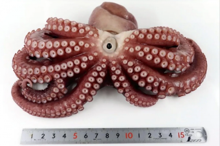 Descubren a pulpo con una extremidad extra