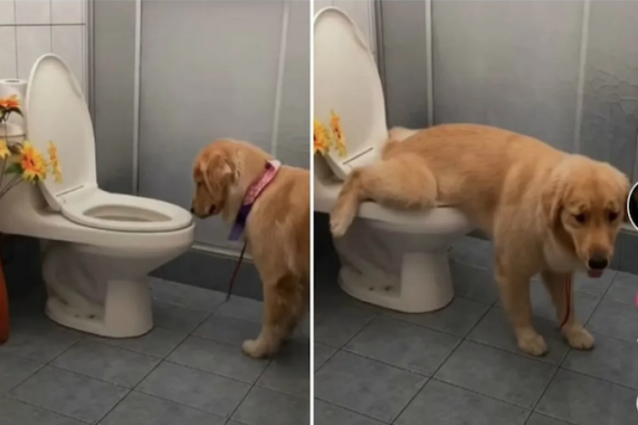 Perrito conquista la red por ir al baño 