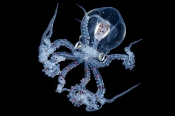 Captura un pulpo con cabeza transparente que permite ver su cerebro