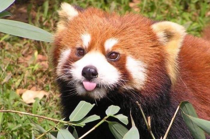 Panda rojo encuentra una cámara oculta en su hábitat