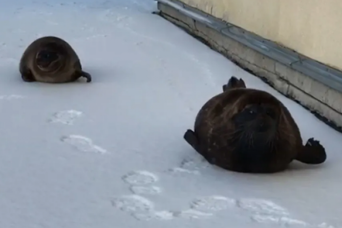 Focas pasean por las calles de Rusia