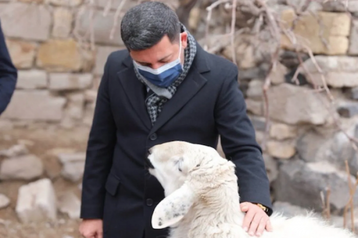 Animales de granja invaden las calles de Turquía