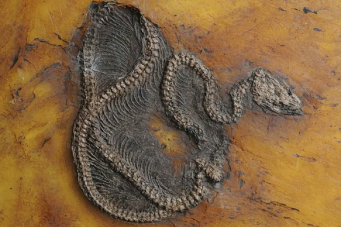 Encuentran el fósil de la pitón más antigua del mundo