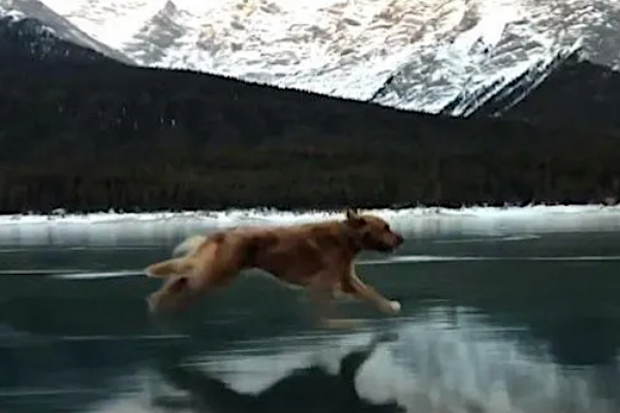 Perro corre sobre un lago congelado