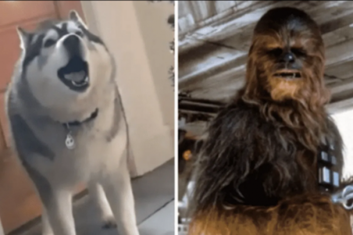 Husky conquista las redes con su ladrido de Chewbacca