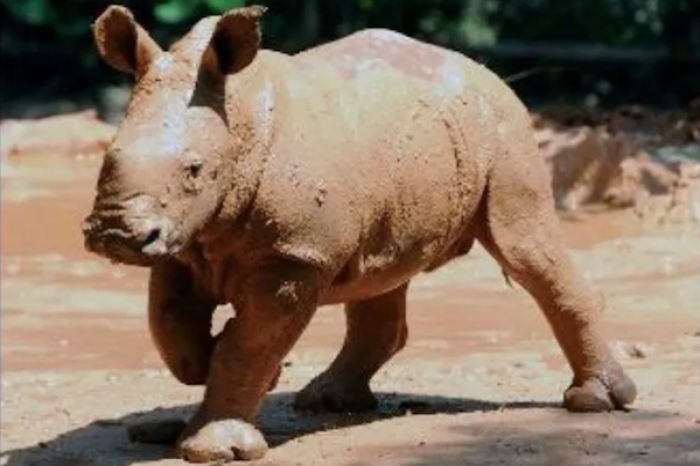 Un joven salta al recinto de los rinocerontes solo para publicarla en TikTok