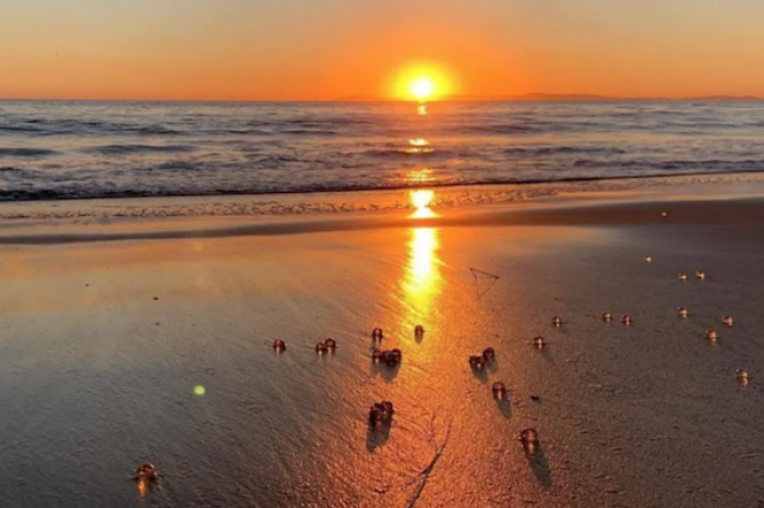 Pequeñas bolas transparentes cubren playas de California