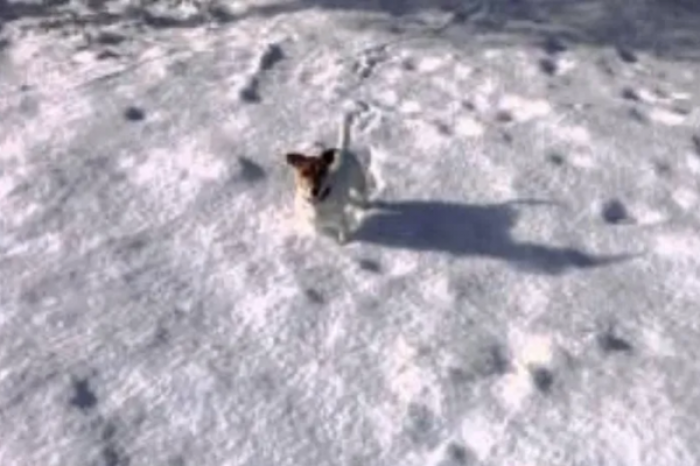 Perrito héroe, salva a un niño del ataque de lobo