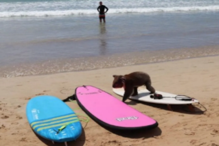 Koala aparece en una playa australiana