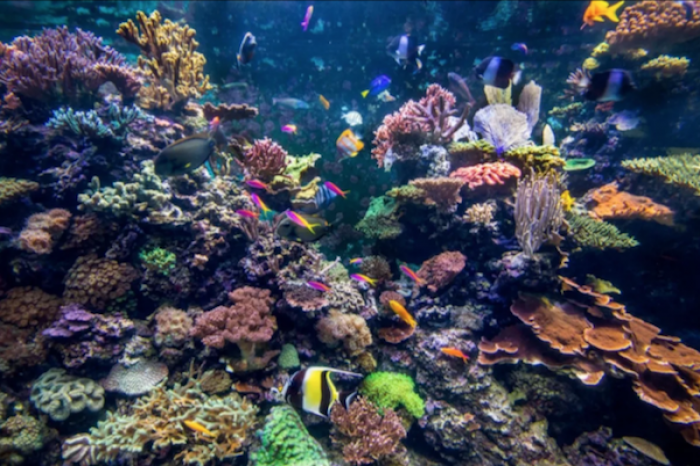 Los caracoles gigantes podrían salvar la Gran Barrera de Coral en Australia