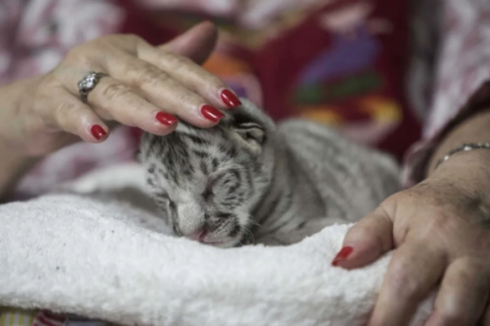 Nace una tigresa blanca en el zoológico de Nicaragua