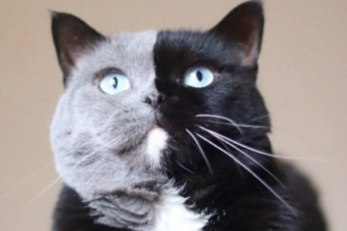 El gatito bicolor que causa sensación en redes