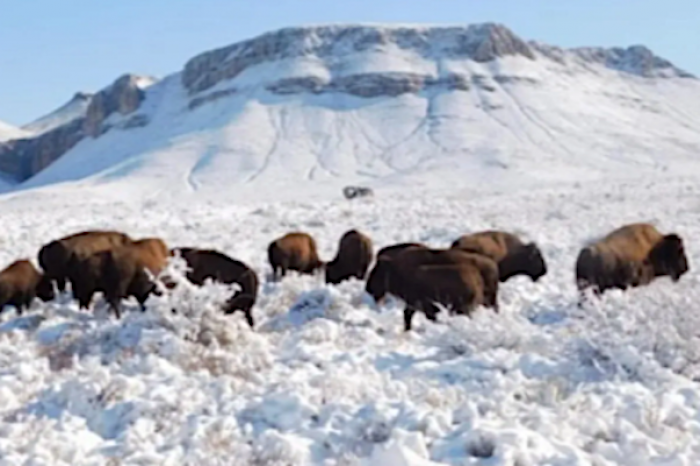 Reintroducen a su hábitat en Coahuila a bisontes americanos