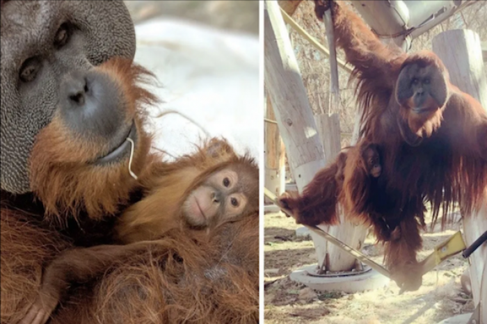 Orangután sorprende al hacerse cargo de su hija tras la muerte de la madre