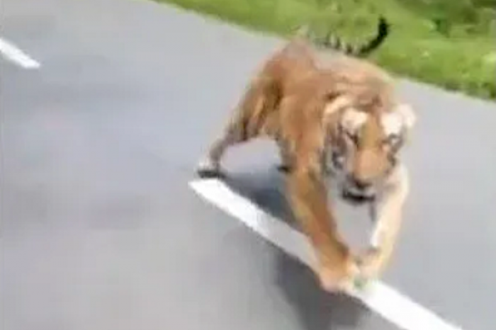 Comparte video de un tigre que los seguía mientras que ellos paseaban en motocicleta