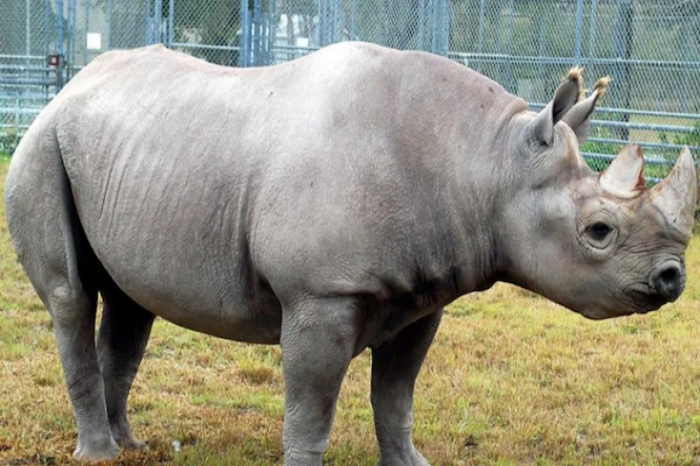 Murió uno de los rinocerontes más longevos del mundo