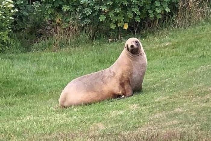 Cierran una calle para que un león marino pueda cuidar a su cría