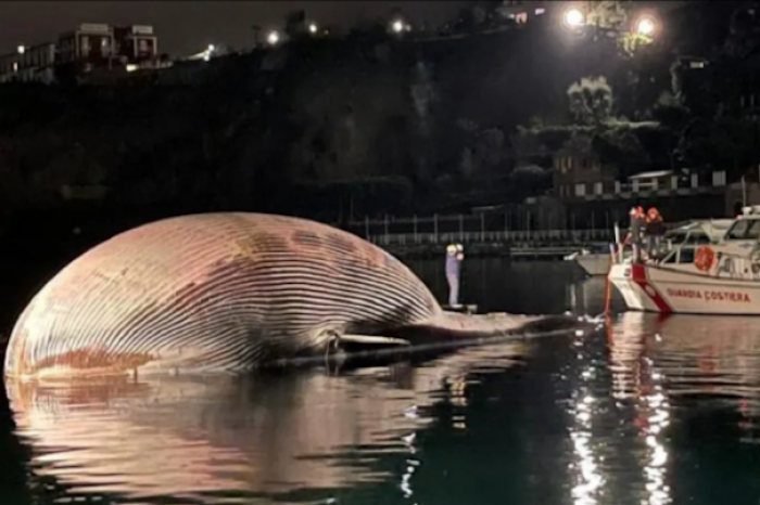 Encuentran enorme cadáver de ballena en costa de Italia