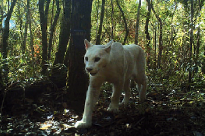 Captan imágenes de puma blanco