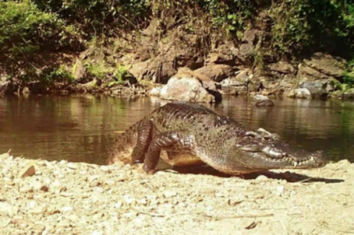 Captan a un cocodrilo de Siam, especie en peligro de extinción