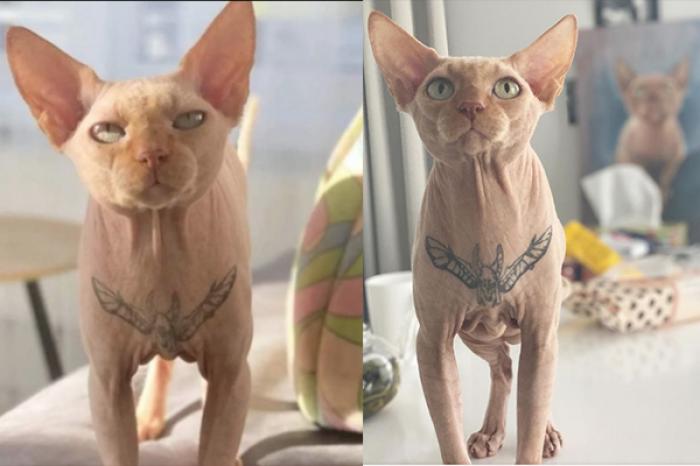 Buscan cancelar a influencer por tatuar a su gato