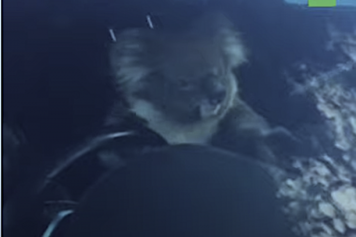 Koala posa al volante tras causar un choque múltiple