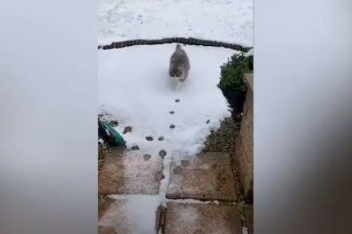 Gatito regresa a su casa orientándose por sus pisadas