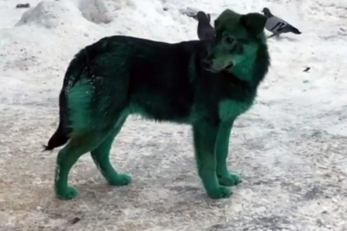 Perros verdes desconcierta a residentes en Rusia