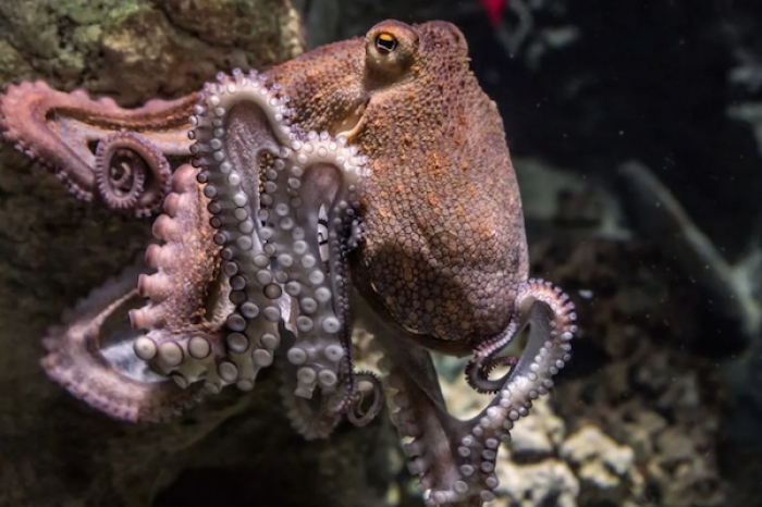 Graban pelea entre un pulpo y una morena