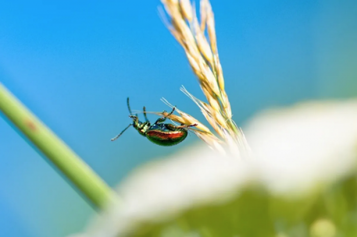 Escarabajos siembran el terror en un hogar