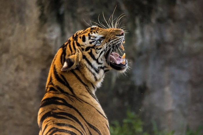 Tigre de un zoo ruso 
