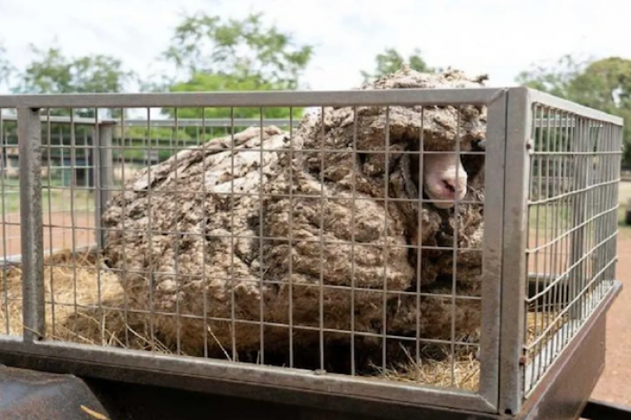 Encuentra en Australia a oveja que parecía Yeti