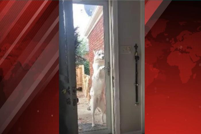 Perro logra abrir y cerrar la puerta de la casa de sus dueños y logra escaparse
