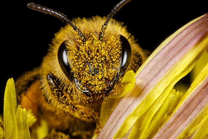 ¿Por qué pican las abejas?