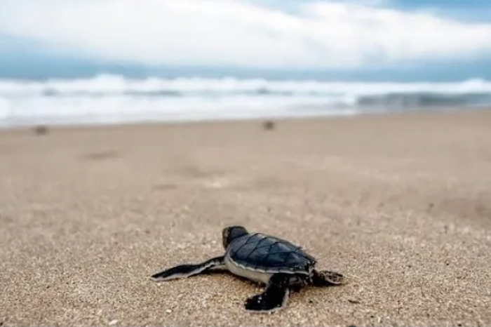 Biólogos encuentran una tortuga viva en el estómago de un pez