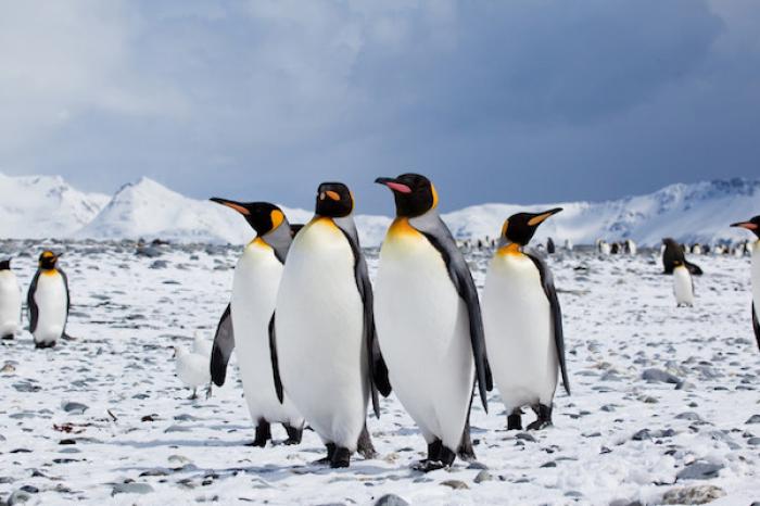 ¿Por qué los pingüinos no pueden volar?