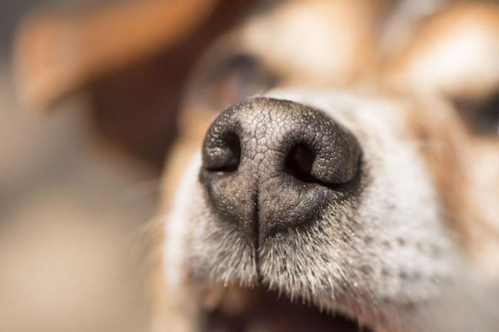 ¿Por qué la nariz de los perros es húmeda?