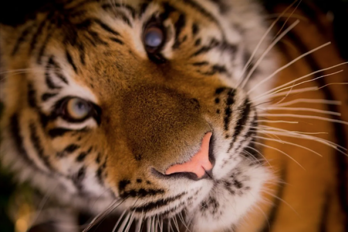 Pasean a tigre por carretera de Mazatlán y causa revuelo en redes