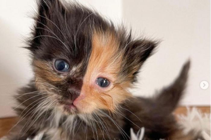 Descubren gatita bicolor junto con su hermanita