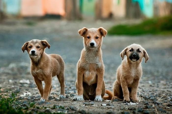 Perritos de la calle se alimentarán gracias a una nueva manera