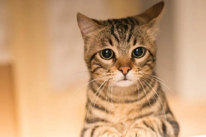 Gatito se muestra sorprendido al encontrar un gemelo