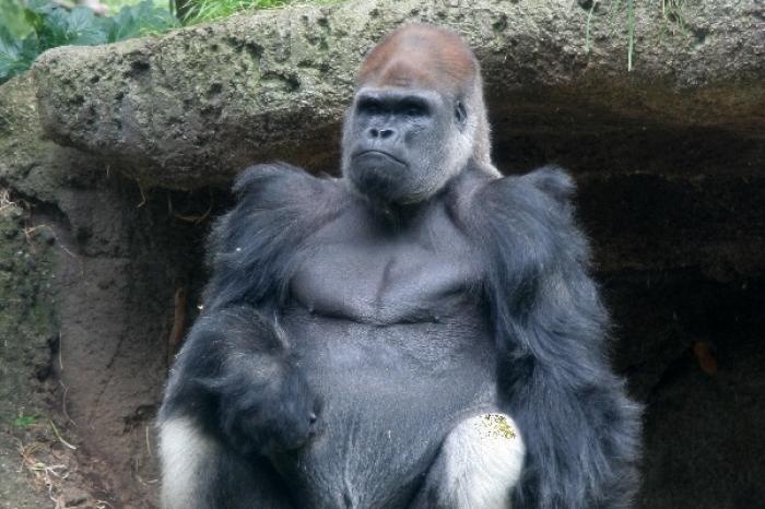Gorila ayuda a conseguir citas