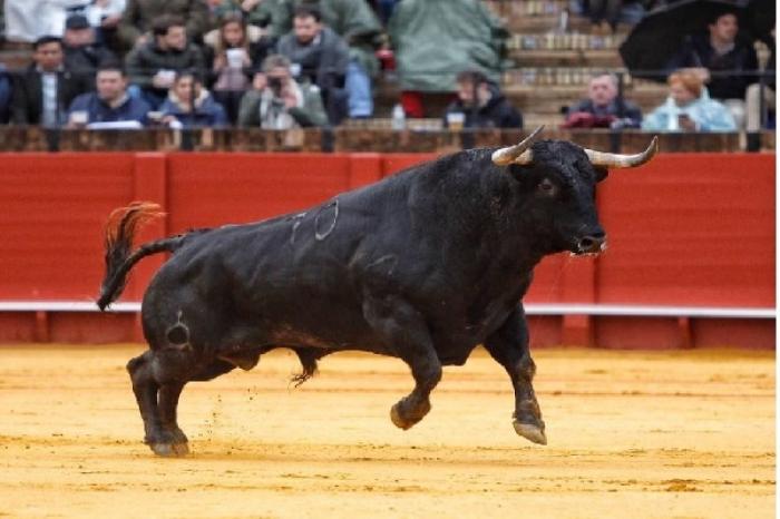 Los toros ¿odian el color rojo?