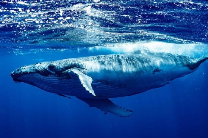Si vez una ballena muerta en la playa, no te acerques, es una señal de peligro