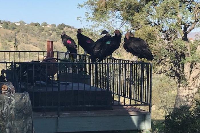 Cóndores invade una casa