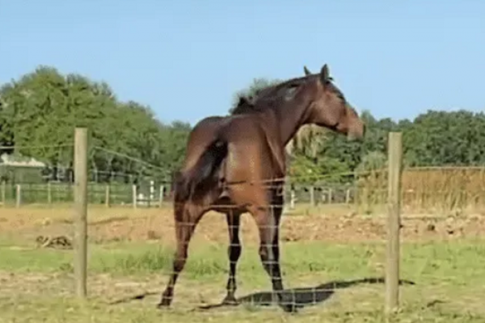 Caballo se hace viral por sus movimientos de “caderas”