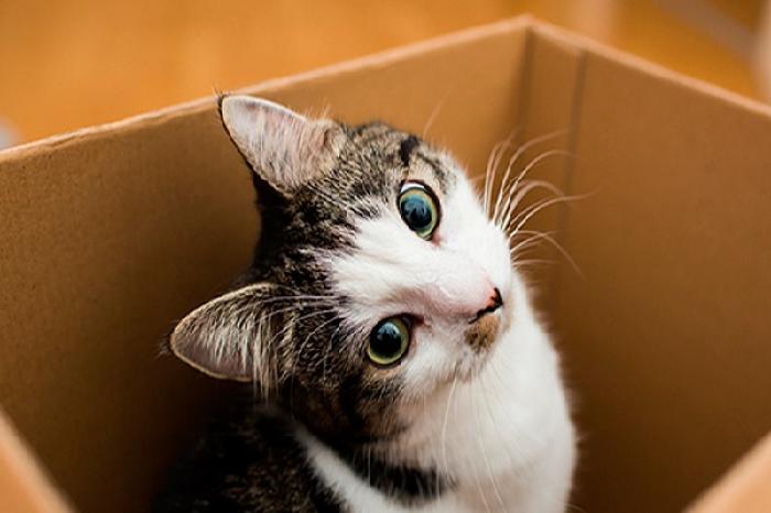 ¿Por qué los gatos aman las cajas?