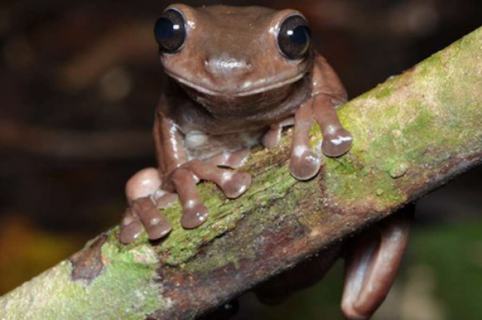 Encuentran nueva especie de rana 