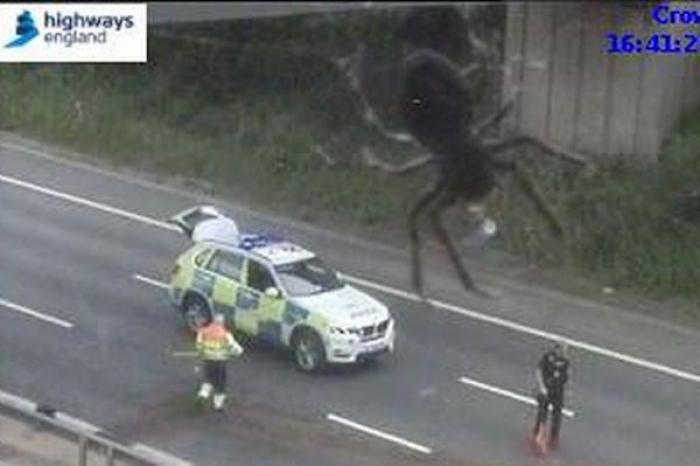 Araña se cuela en la grabación de una cámara de tráfico